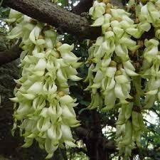 30 Sementes de Trepadeira Jade Branca Com Manual de Cultivo III