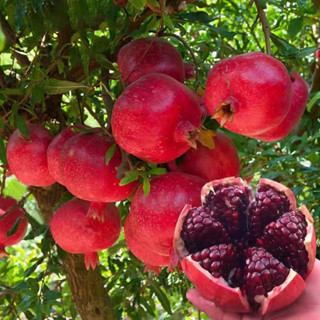 Sementes de romã crua anã 100% originais, 200/500 grânulos, vendidos, sementes de frutas doces, adequadas para plantar f em Oferta na Shopee