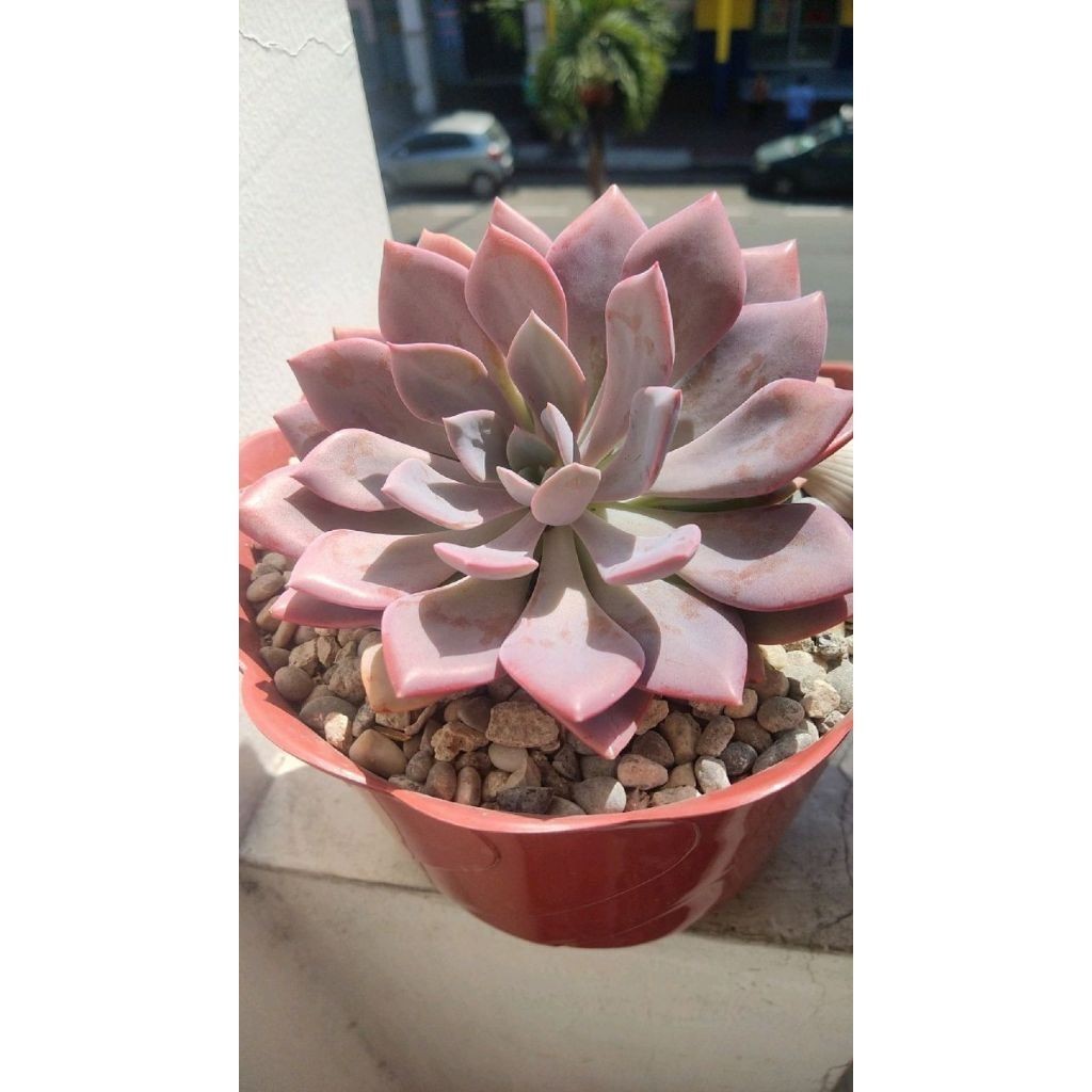 100 sementes suculenta Kalanchoe luciae com manual de cultivo pronta entrega envio em 24h I