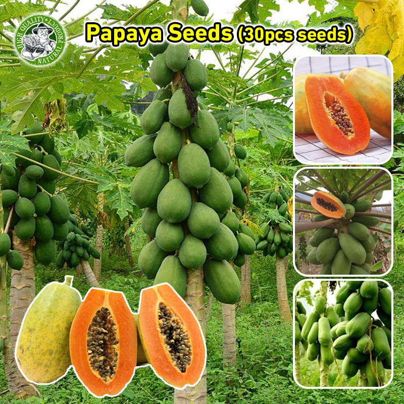 Sementes de Mamão Anão Doce Original 200/500un | Papaia Bonsai para Jardim, Varanda e Casa | Alta Germinação