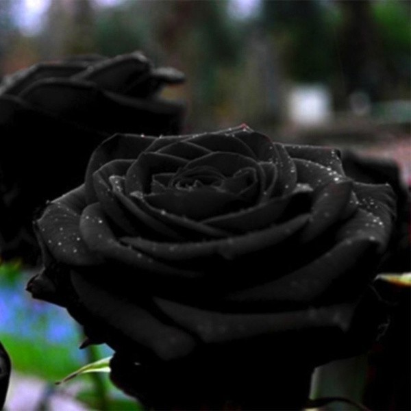 Sementes de Rosa Negra Misteriosa 200-500 unid | Flor Rara para Jardim | Fácil Plantio | Alta Germinação