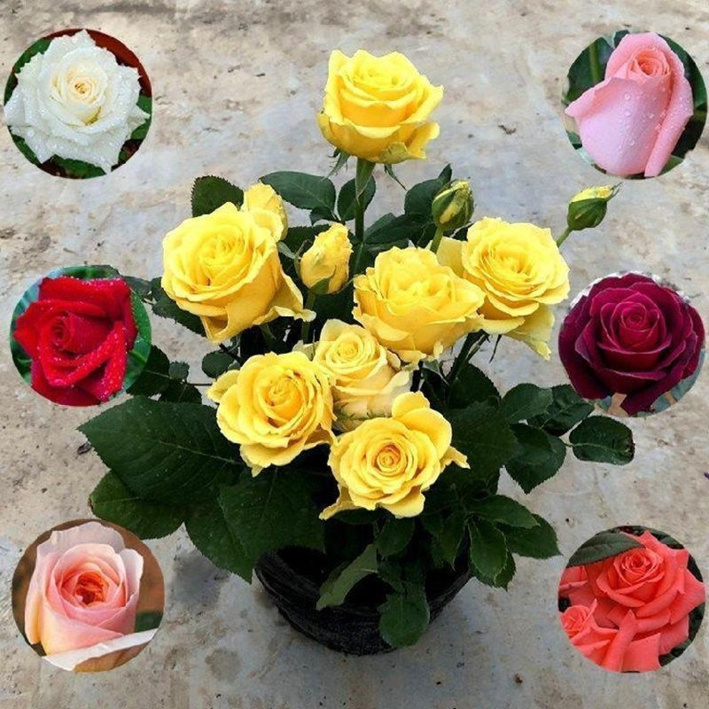 [Venda Quente] 200 500 Sementes de Rosa Arco-Íris Plantar Bonsai Sementes de Flor de Rosa Colorida em Vaso Cas