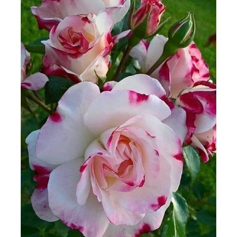 100 sements, rosa branca pingimentaçao rosa ,com manual de cultivo pronta entre h
