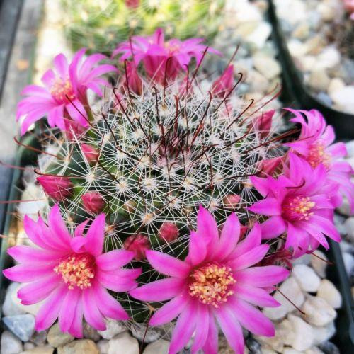 100 Sements de Cacto Alfineteiro Rosado (Mammiaria zeilmanniana) top