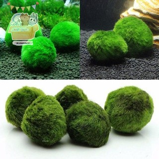 MA 3-4cm Marimo Moss Balls Planta De Aquário Vivo Algas Ornamento De Tanque De Peixes Simulação Bolas De Verdes Artifici