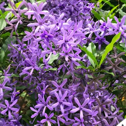 EXCLUSIVO 200 Sementes Flor De São Miguel Azul Com Manual De Cultivo Premium EXCLUSIVO