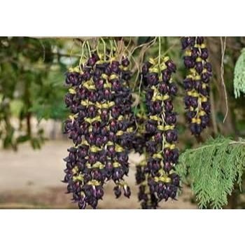 30 Sementes de Trepadeira Jade Preta Com Manual de Cultivo II