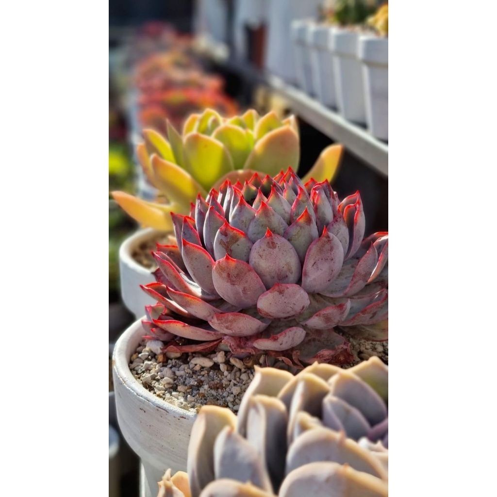 suculenta Lithops karasmontana (Piedra viviente)100 Sementes de Com Manual de cultivo I