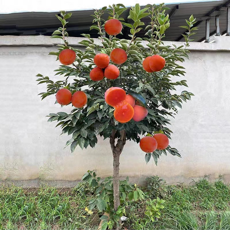 fácil de levantar Sementes de Caqui 200 500 pcs - Sementes de caqui são simples e fáceis de cultivar