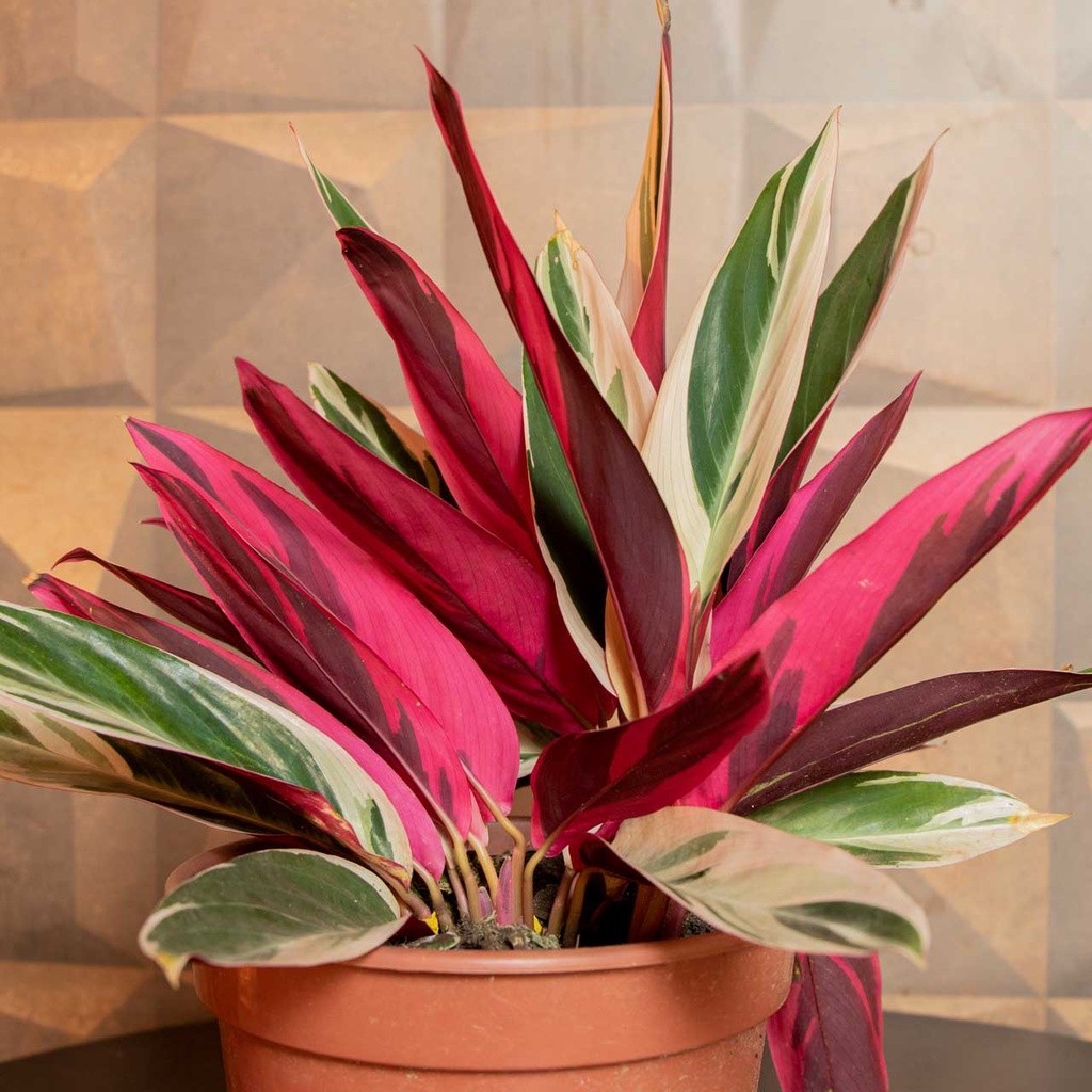 100 sements maranta triostar com manual de cultivo h
