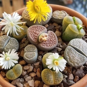 900 Sementes Lithops Pedra Cacto Suculenta P/ Mudas ll