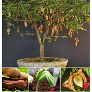 pacote sementes de mini tamarindo para vasos em Oferta na Shopee