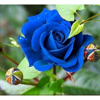 100 sementes de rosa azul belíssima e rara top