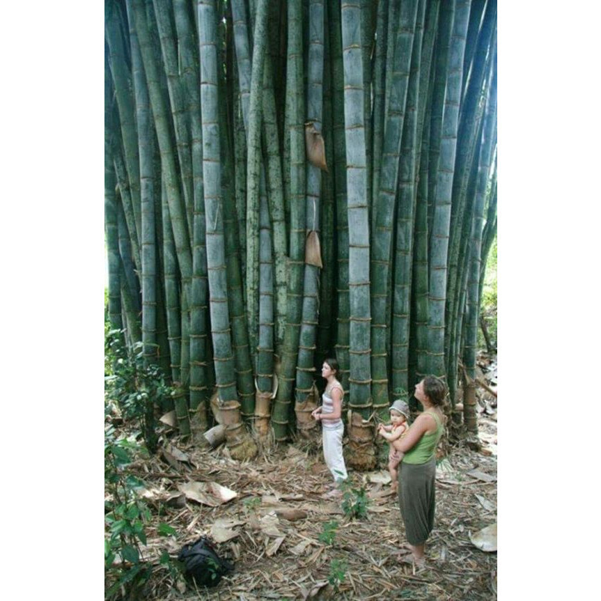 100 sements bambu gigante taiwan com manual de cultivo V V em Oferta na Shopee