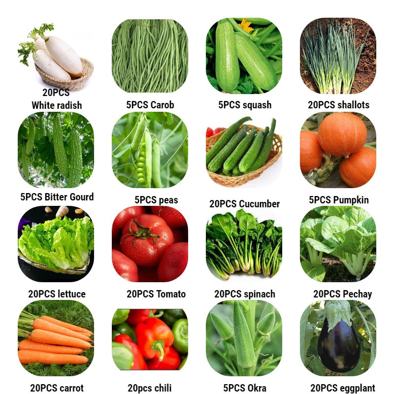 fácil de levantar 200 500 Sementes de Vegetais Pimentão Cenoura Pechay Mostarda Berinjela Espinafre Pepino Cebola Quiabo