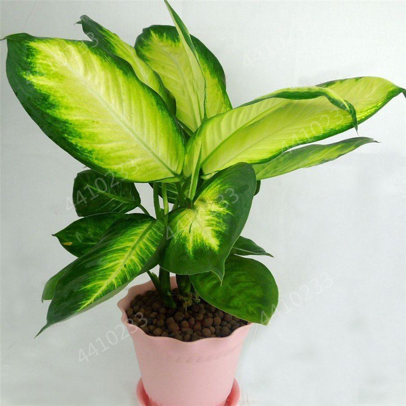 Sementes Dieffenbachia Rara para Bonsai 200-500 Unid | Planta de Interior | Fácil de Germinar | Decoração Casa