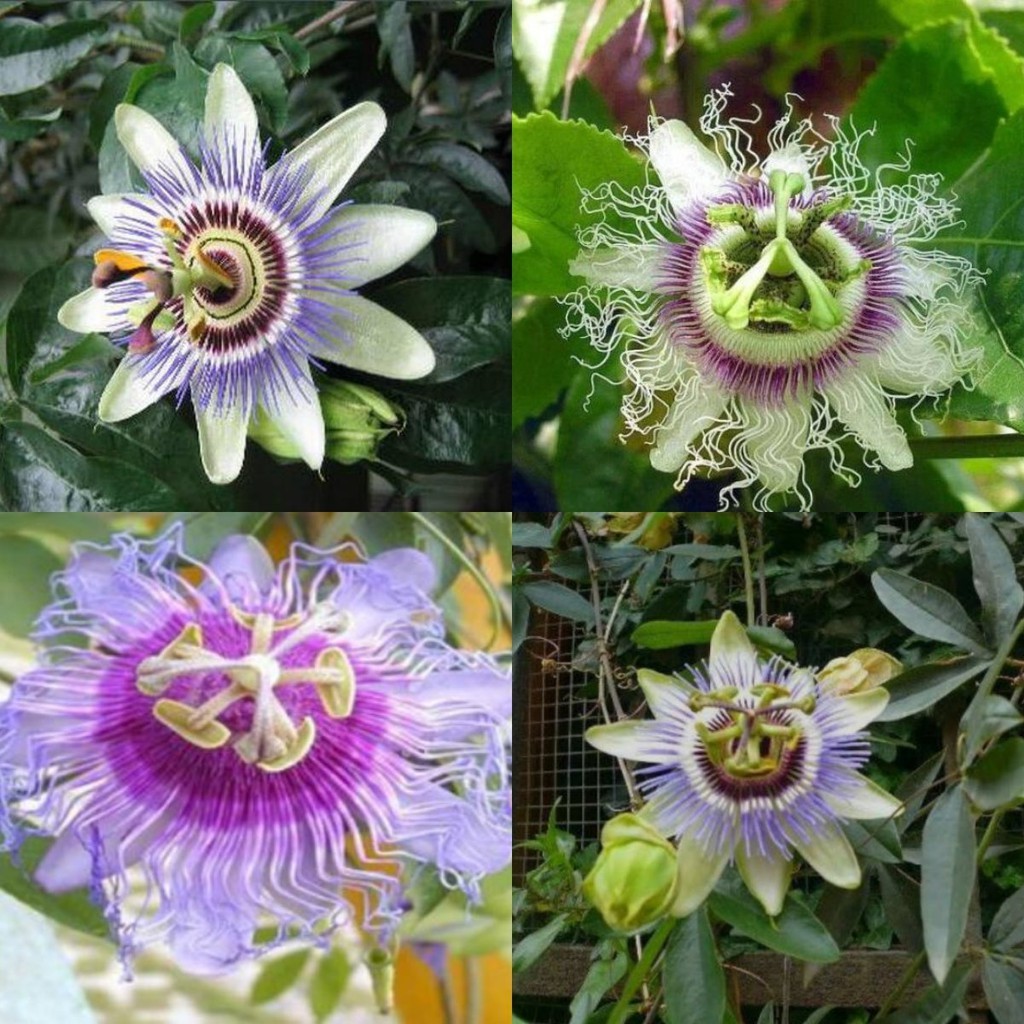 Sementes Raras de Passiflora (Flor da Paixão) 200/500 Unidades | Planta Trepadeira para Jardim, Cerca Viva e Decoração