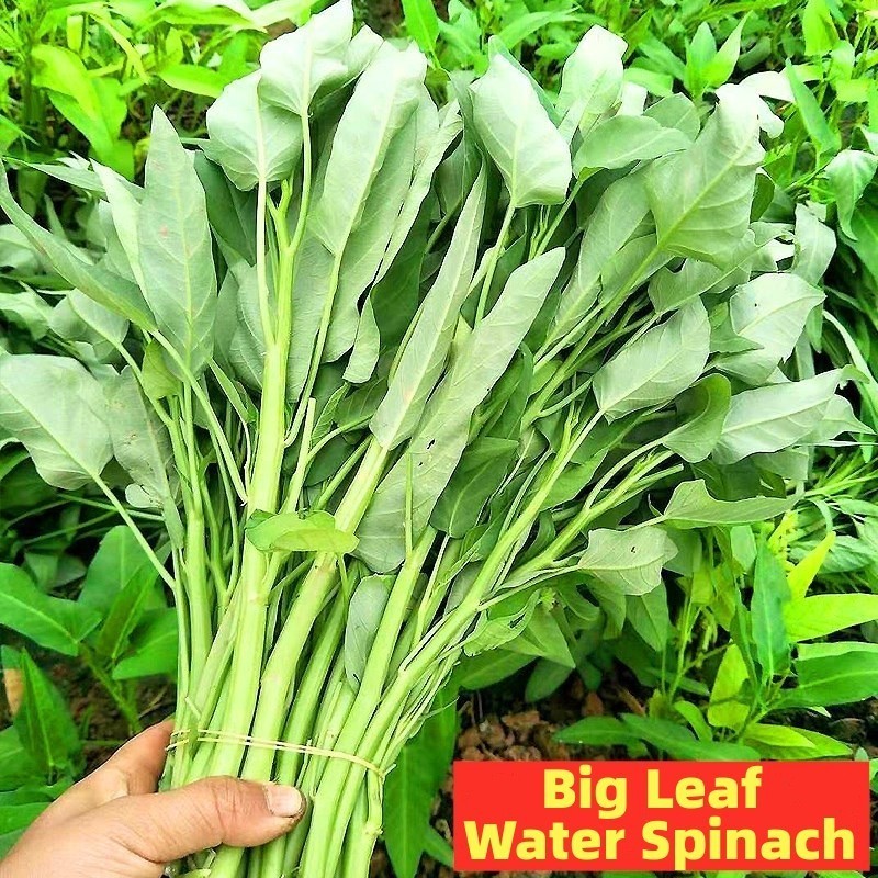 Sementes Orgânicas de Espinafre de Água de Folha Grande Kangkong 200 500 Sementes para Plantio pcs Sementes de Vegetais