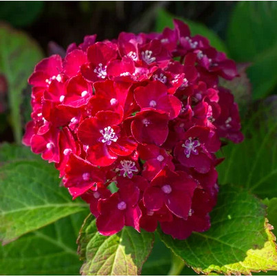 200 sements de HORTÊNCIA vermelha rara hy pra muda II