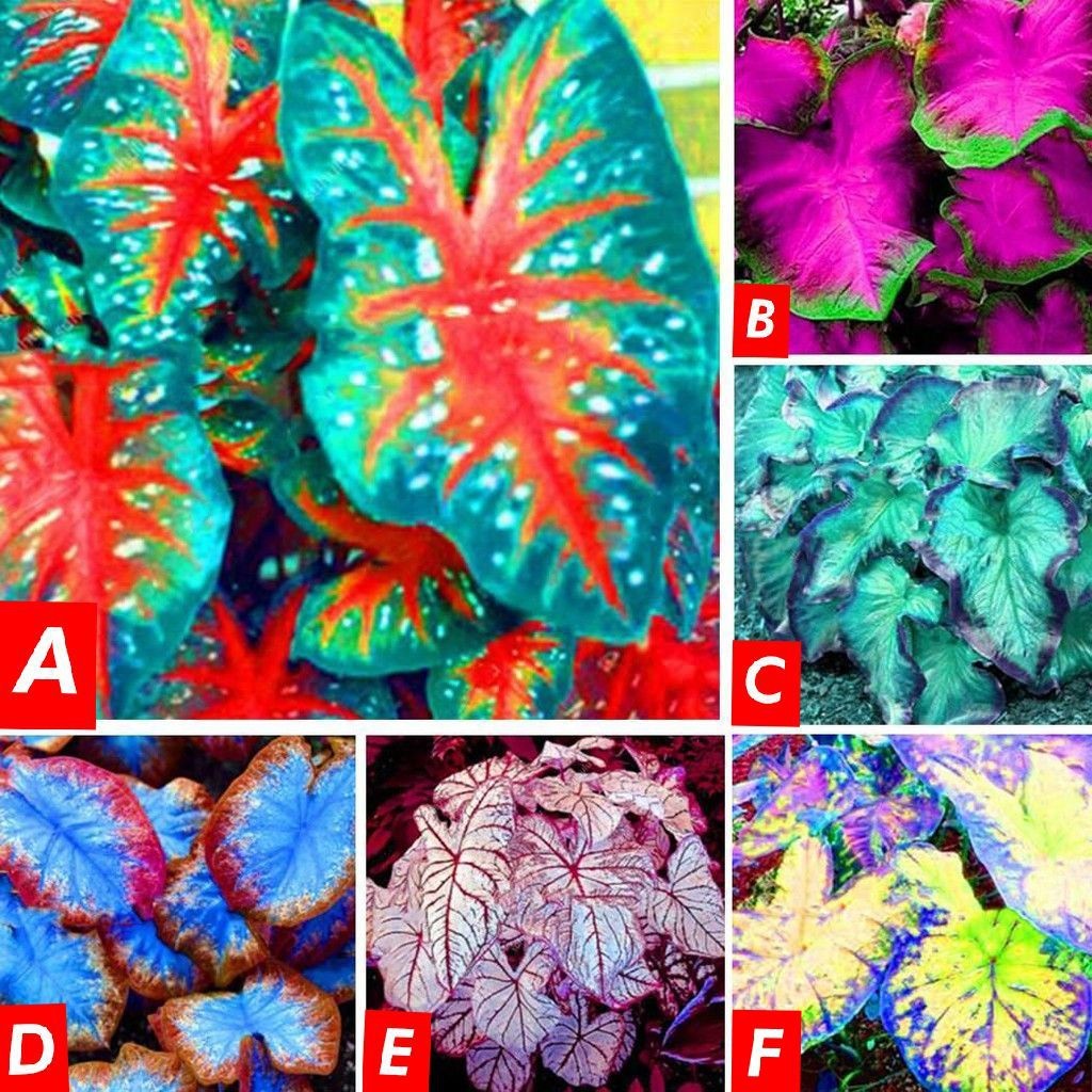 Sementes de Caladium 200/500 Unid | Planta Ornamental Perenne 5 Cores | Jardim Vaso Bonsai | Importado Tailândia