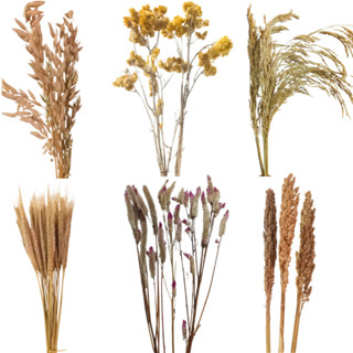 Super Kit Sprays Naturais p/ Terrário Hamster e Roedores – Trigo Aveia Marcela Sorgo Celósia Arroz (Completo) em Oferta na Shopee