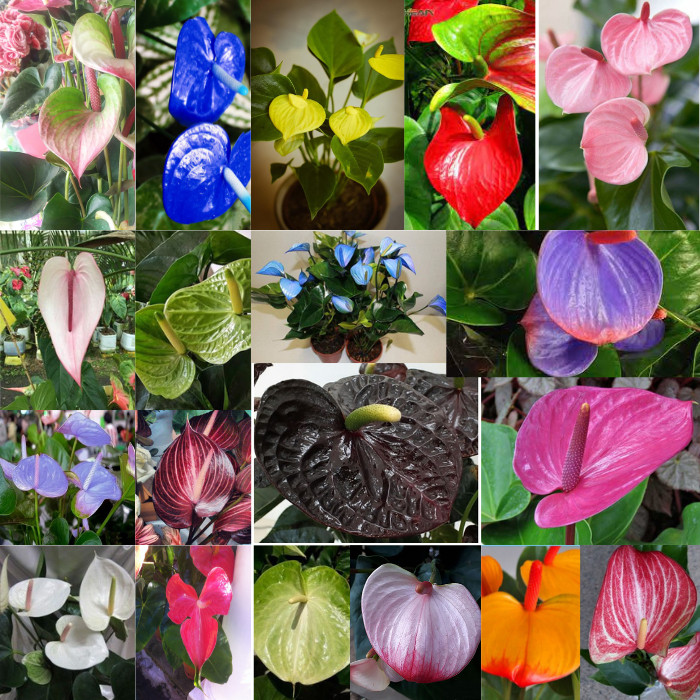 anturios sortidos mix de especies 100 sementes com manual de cultivo pronta entrega envio em 24h II em Oferta na Shopee