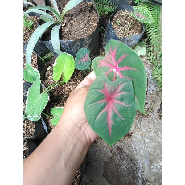 Sementes de Caladium Juvenil 200/500 unid | Planta Ornamental Colorida | Fácil de Germinar e Cultivar em Vaso/Jardim