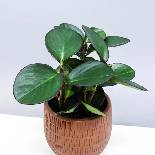 100 sements Peperomia obtusifolia com manual de cultivo