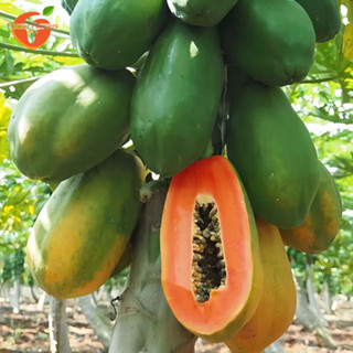 Sementes de Papaya Hainan Fruits Árvore Anã-(200 500 Sementes/Pacote) em Oferta na Shopee