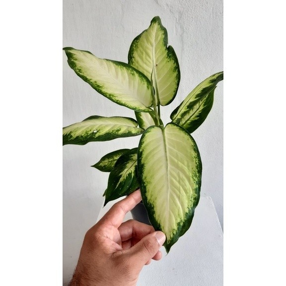 100 sementes aglaonema camila h