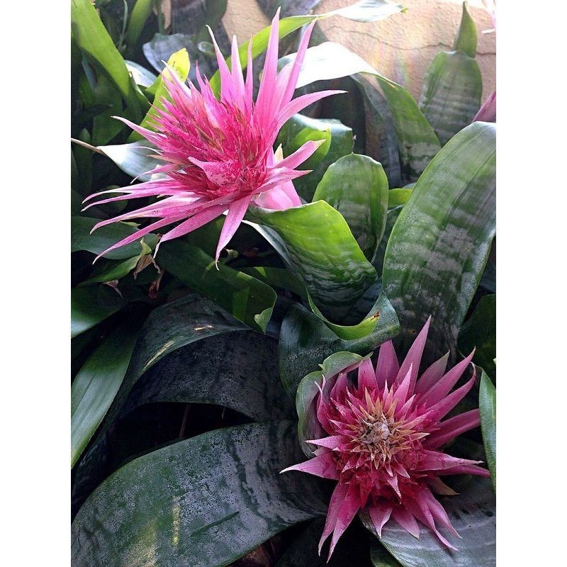 Bromelia Aechmea Fasciata: Onde Comprar | BuscaProdutos