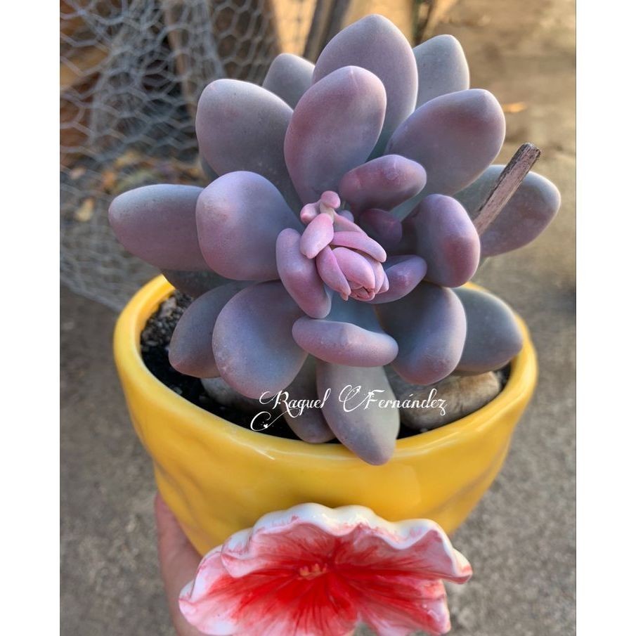 100 sementes suculenta Echinopsis subdenudata com manual de cultivo pronta entrega envio em 24h I