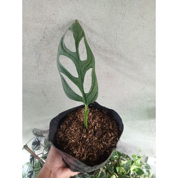 Sementes de Monstera Adansonii 200-500 un | Planta Costela-de-Adão Mini para Jardim e Vaso | Fácil de Germinar