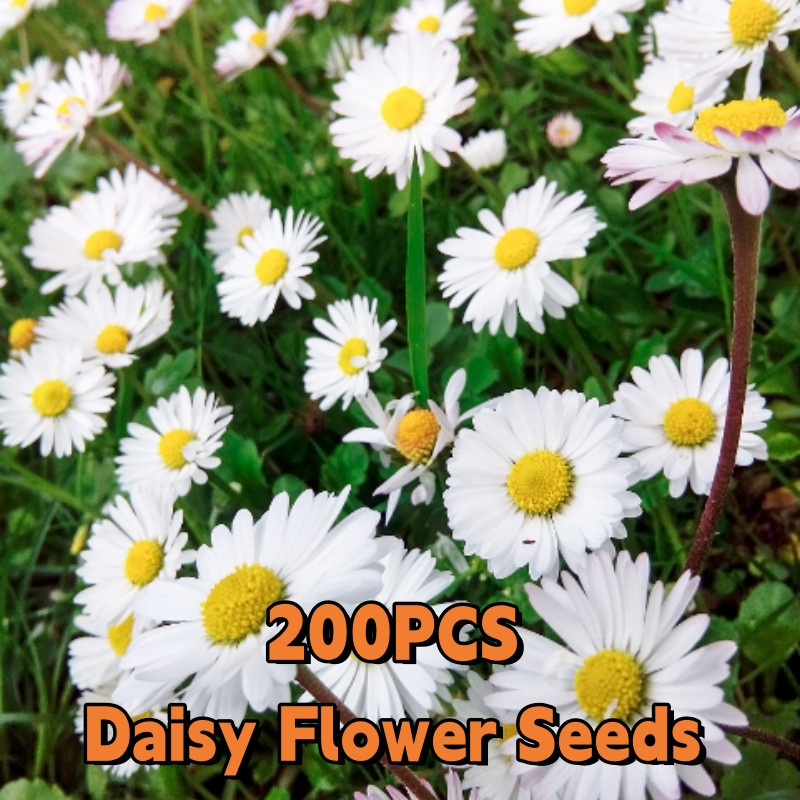 P PCS Daisy 200 500 Sementes de Margarida - Sementes de Flores de Camomila / Lindas Sementes de Margarida em Vasos