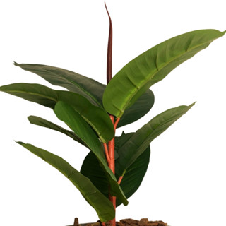 Planta Artificial Ficus Lyrata Folhas Lindas Decoração Casa