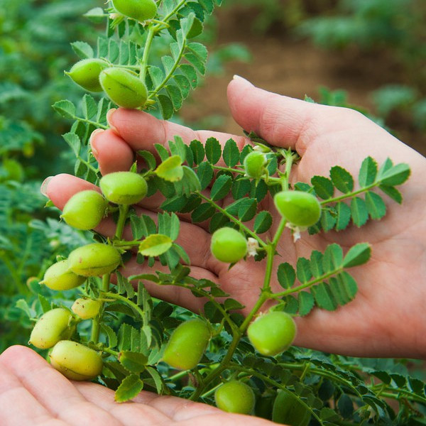Sementes de Grão-de-Bico para Plantio 200-500 Unidades Fácil de Germinar Horta Caseira Legumes Jardim