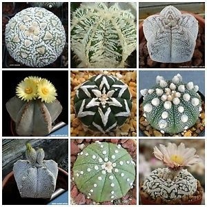Astrophytum Mix - Cactos - 40 Sementes pra vasos e jardins ll em Oferta na Shopee