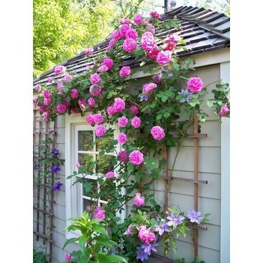 20 Sementes Flor Rosa Trepadeira Roxa Lilas Importadas Mudas Premium lI