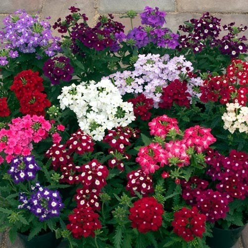 PROMOÇÃO IMPERDIVEL 100 sements verbena sortidas mix especies com manual de cultivo Premium PROMOÇÃO IMPERDIVEL T1