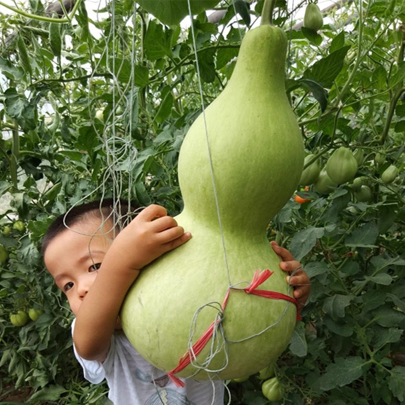 Sementes de Cabaça Gigante Orgânica Fresca 200 500 pcs Sementes de Plantas Vegetais UPO Cabaça Chinesa em Oferta na Shopee