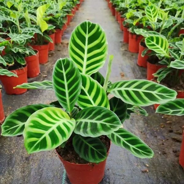 100 sementes maranta zebrina h