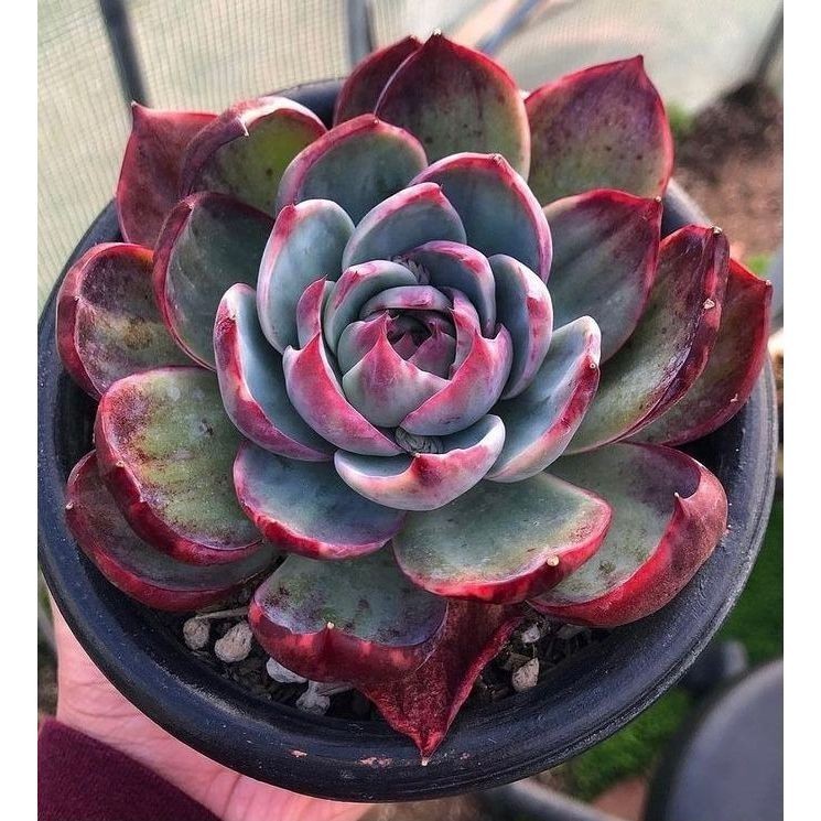 100 sementes suculenta Aptenia cordifolia com manual de cultivo pronta entrega envio em 24h I