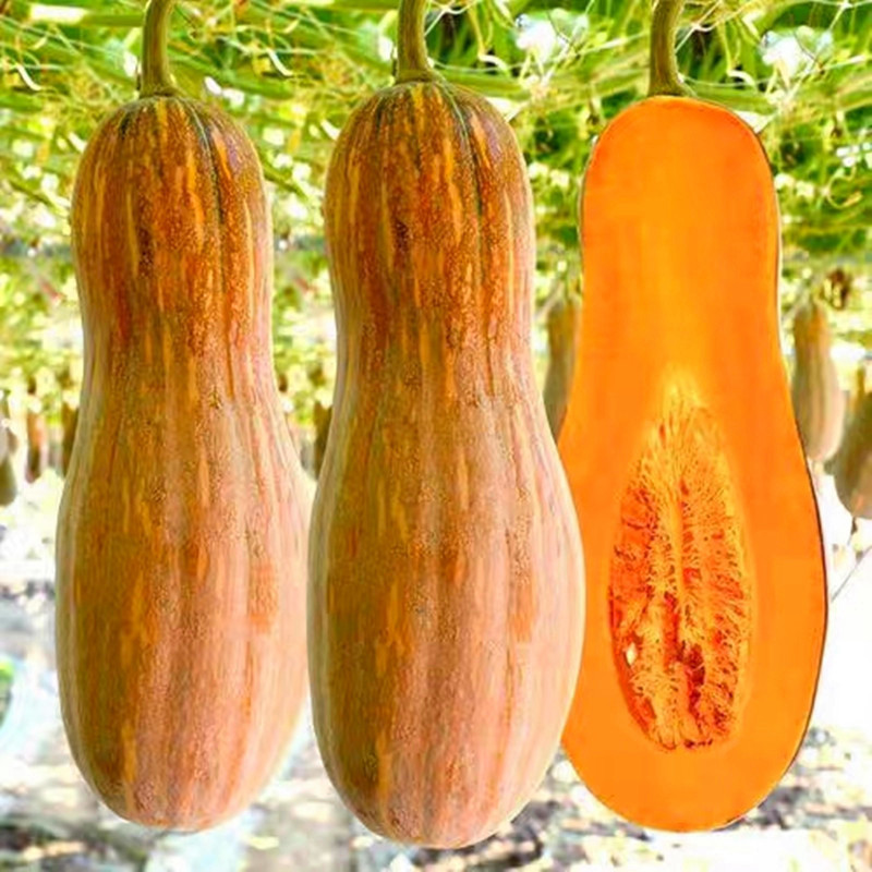 Sementes de Abóbora Mel de Alto Rendimento 200 500 Sementes de Abóbora Doce para Plantio de Plantas Vegetais em Oferta na Shopee