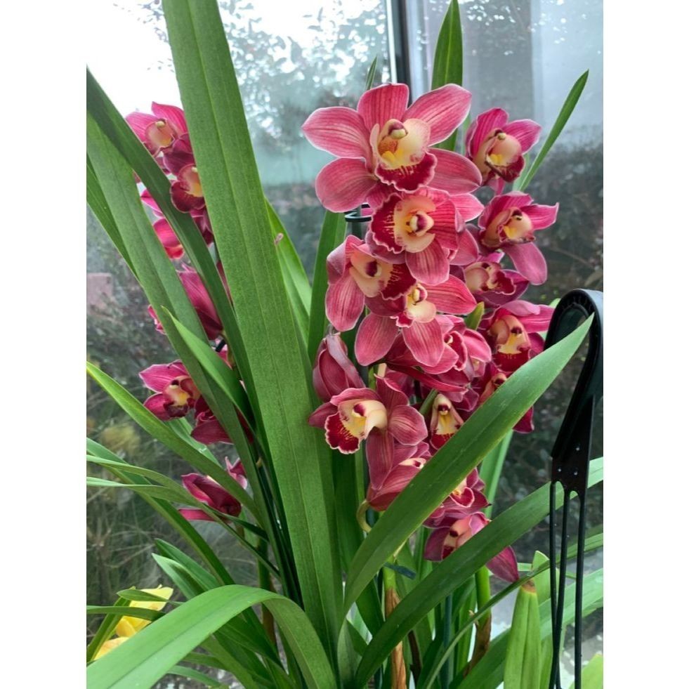 100 sementes orquidia cymbidium bordeux com manual de cultivo pronta entrega envio 24h l