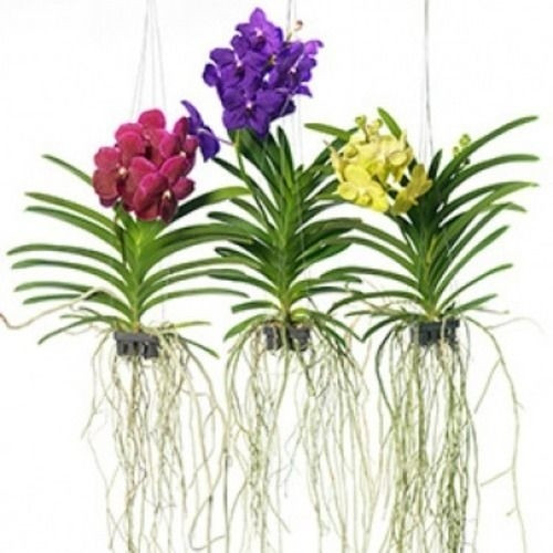 200 sements originais de orquídea vanda b2 pra fazer mudas I
