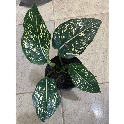 100 sementes aglaonema costatum h h