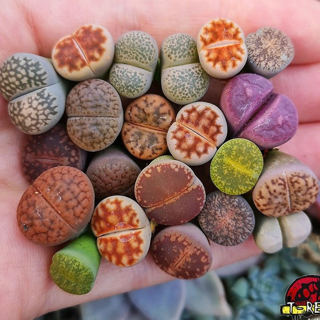 80 Sementes Lithops Pedra Viva Cacto Suculenta P/ Mudas ENVIO RÁPIDO III