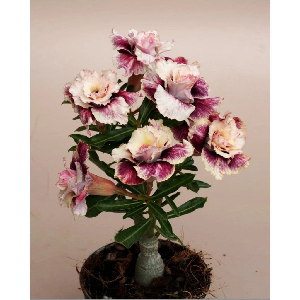 200 Sementes Rosa do Deserto (Adenium) Fácil de Germinar | Perfume Aromática | Flores para Jardim e Vaso