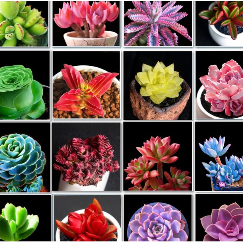 100 sementes de suculentas lindas pra jardins e vasos ll em Oferta na Shopee