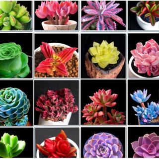 100 sementes de suculentas lindas pra jardins e vasos ll em Oferta na Shopee